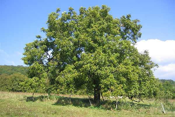 Дерево орех