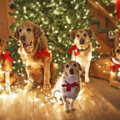 С Новым 2018 годом желтой собаки и Рождеством